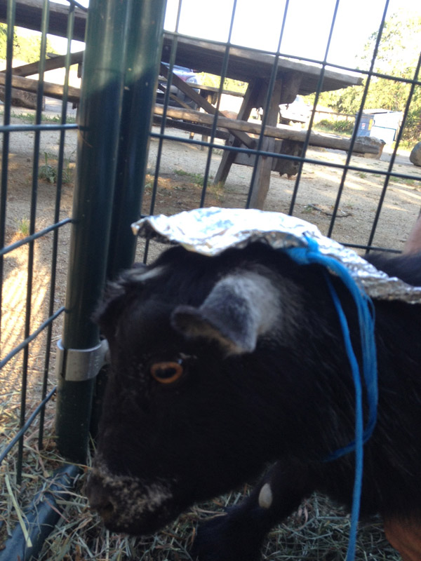 tinfoilgoats-clem.jpg