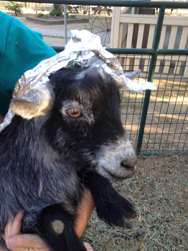 tinfoilgoats-val.jpg